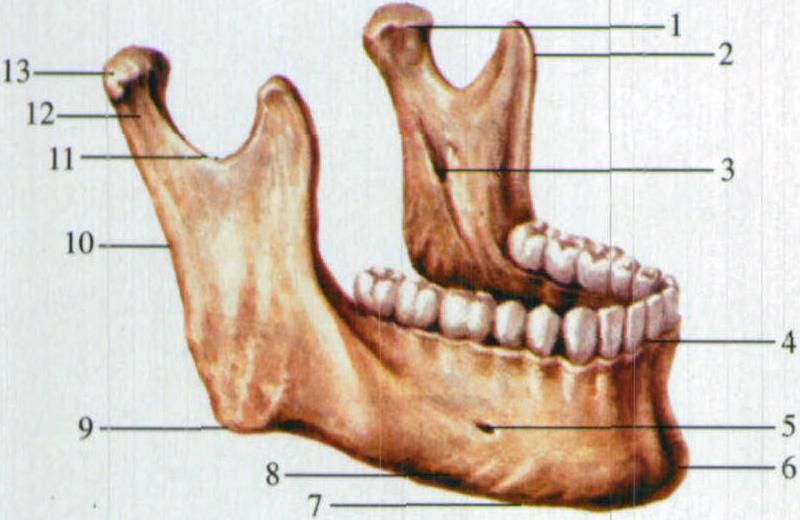 图54 下颌骨(外侧面)